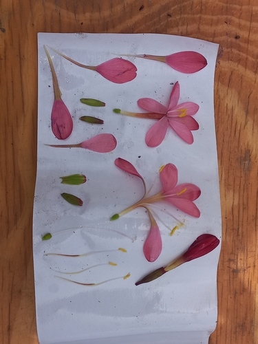 Image of Geissorhiza seracina by (c) Brian du Preez, some rights reserved (CC BY-SA)