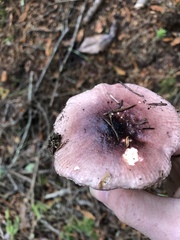 Russula puellaris