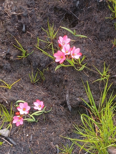 Image of Geissorhiza seracina by (c) Brian du Preez, some rights reserved (CC BY-SA)