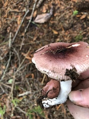 Russula puellaris