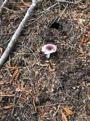 Russula puellaris
