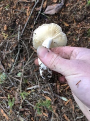 Russula puellaris