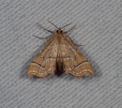Musotima ochropteralis