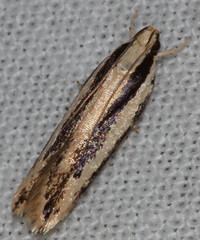 Ardozyga chionoprora