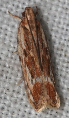 Ardozyga furcifera