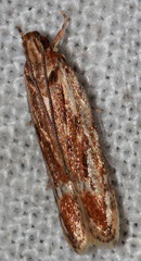 Ardozyga furcifera