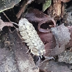 Barnardillo barnardi