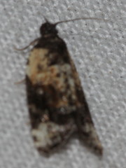 Asthenoptycha iriodes