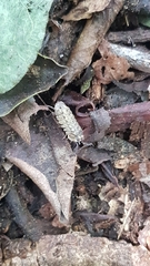 Barnardillo barnardi