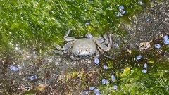 Cyclograpsus granulosus