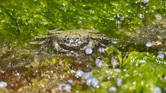 Cyclograpsus granulosus