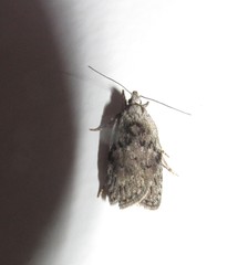 Phaeosaces compsotypa