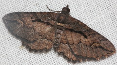 Chrysolarentia plagiocausta