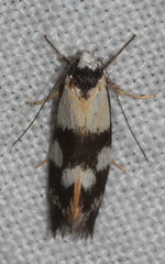 Cosmaresta archedora