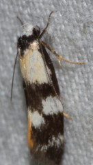 Cosmaresta archedora