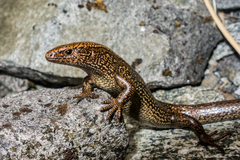 Awakopaka Skink photo 2