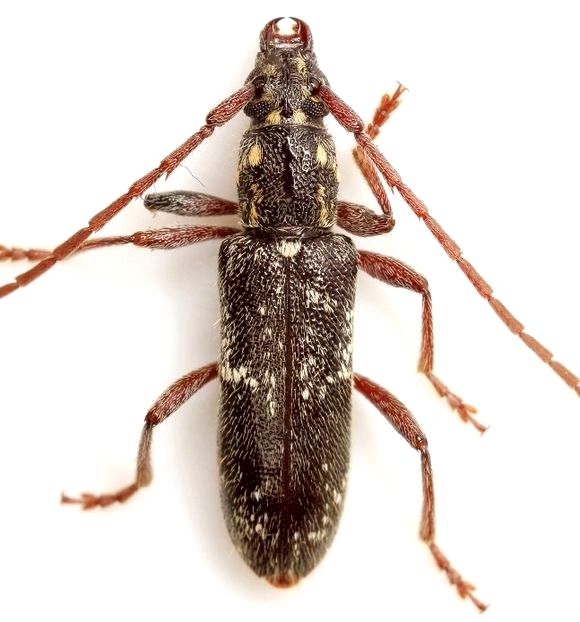 Anelaphus niveivestitus