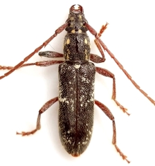 Anelaphus niveivestitus