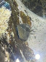 Chlorodiloma odontis