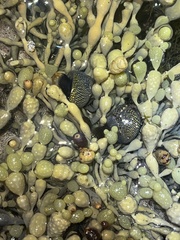 Chlorodiloma odontis