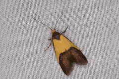 Heteroteucha kershawi