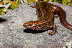 Awakopaka Skink photo 4