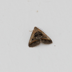 Acantholipes trajecta