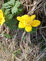 Trollius ranunculinus