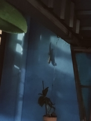Gekko gecko