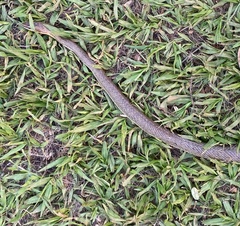 Philodryas nattereri