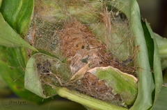 Creatonotos transiens vacillans