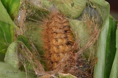 Creatonotos transiens vacillans