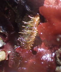 Placiphorella velata