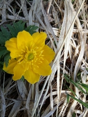 Trollius ranunculinus