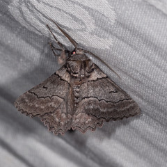 Hypobapta tachyhalotaria