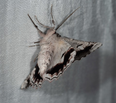 Hypobapta tachyhalotaria