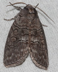 Discophlebia celaena