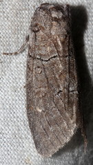 Discophlebia celaena