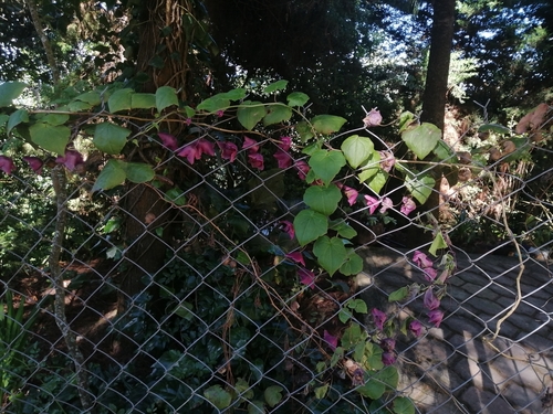 Purple Bells (Rhodochiton atrosanguineus)