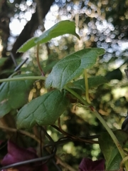 Rhodochiton atrosanguineus