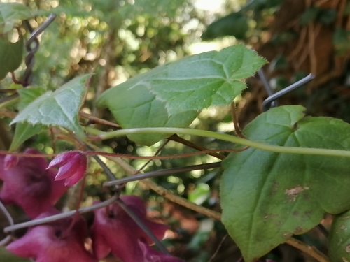 Rhodochiton atrosanguineus, photograph 3