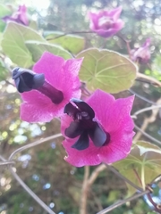 Rhodochiton atrosanguineus