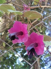 Rhodochiton atrosanguineus