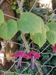 Rhodochiton atrosanguineus