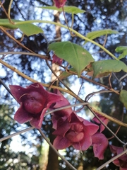 Rhodochiton atrosanguineus