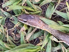 Philodryas nattereri