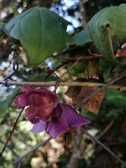 Rhodochiton atrosanguineus