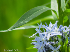 Amsonia ciliata texana