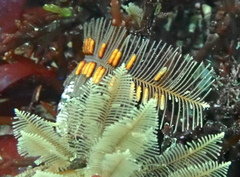 Aglaophenia latirostris