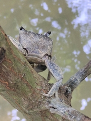 Episesarma versicolor